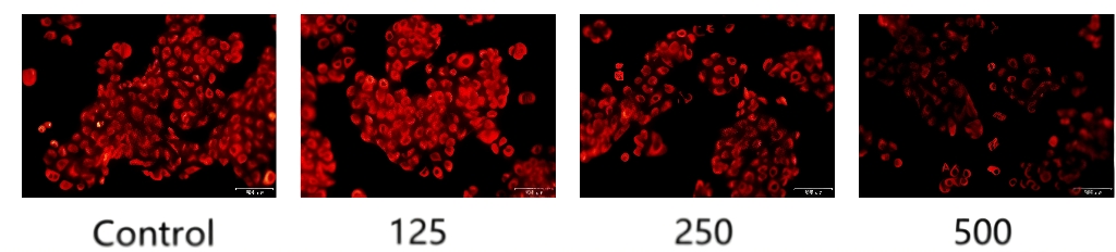 控油,體外功效,皮膚,皮脂