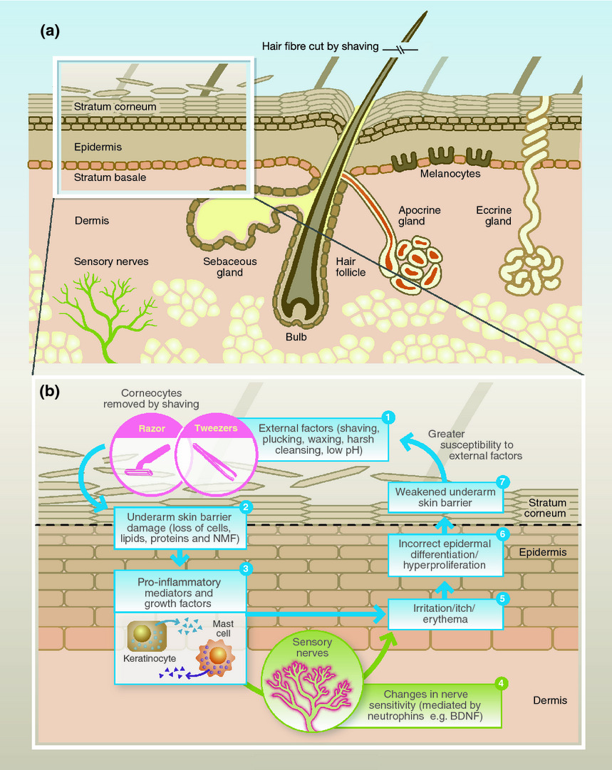 CIRS功效評價,技術實踐,腋下皮膚,生理學,特征