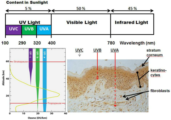皮膚,抗衰,細胞,功效評估,去皺,抗初老,緊致
