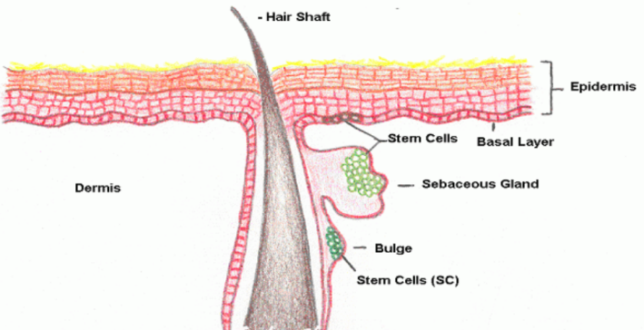 皮膚,抗衰,細胞,功效評估,去皺,抗初老,緊致