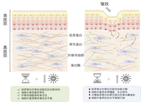皮膚,抗衰,細胞,功效評估,去皺,抗初老,緊致