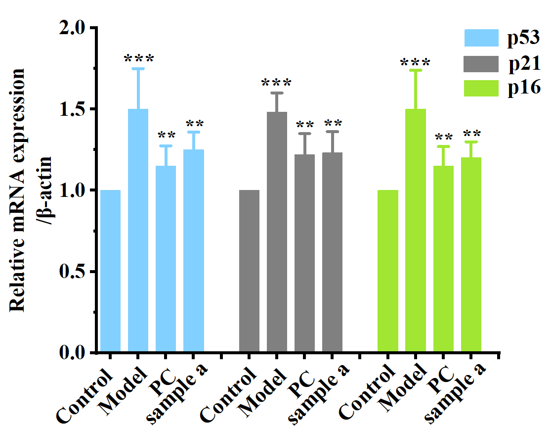 體外細胞培養,模型,化妝品抗衰,功效評價