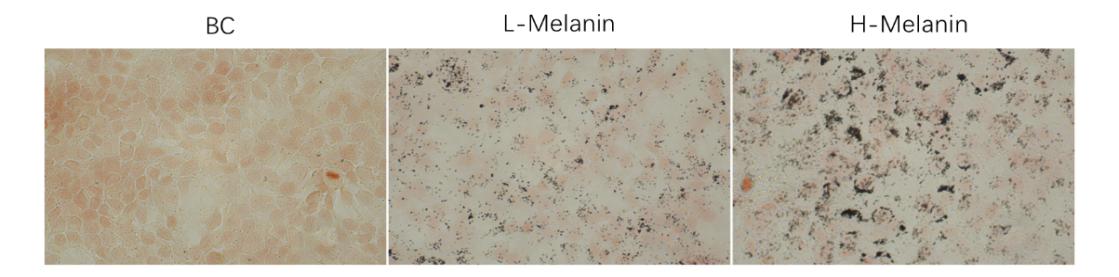 體外細(xì)胞,培養(yǎng),模型,祛斑,美白,功效評(píng)估