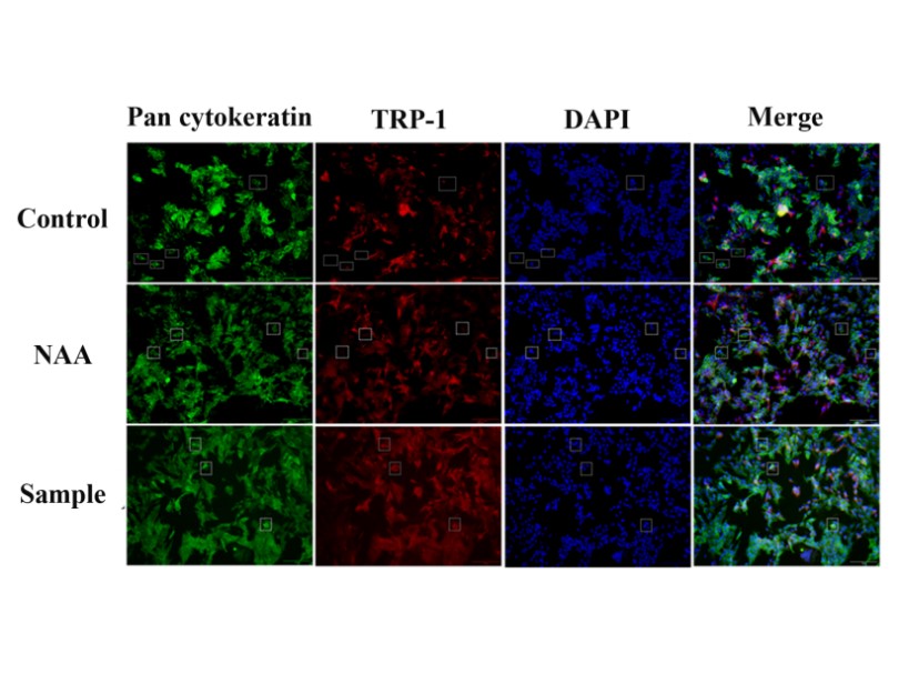 體外細(xì)胞,培養(yǎng),模型,祛斑,美白,功效評(píng)估