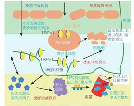 敏感肌,皮膚,敏感