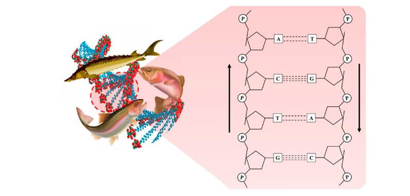 PDRN,再生醫(yī)學(xué),護(hù)膚前沿,皮膚微生態(tài),安全性評(píng)估