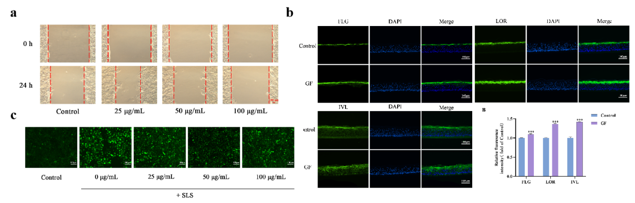 PDRN,再生醫(yī)學(xué),護(hù)膚前沿,皮膚微生態(tài),安全性評(píng)估